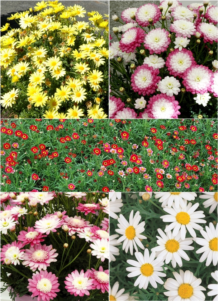 CUSTOM Specialty - Multiple Varieties from Bloomfield Garden Center