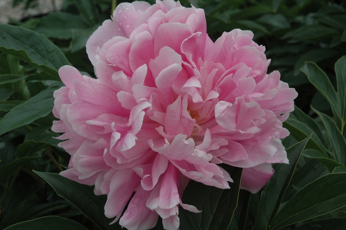 Mons. Jules Elie Peony - Paeonia lactiflora from Bloomfield Garden Center Mons. Jules Elie Peony - Paeonia lactiflora from Bloomfield Garden Center