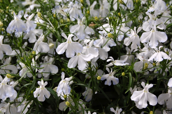 Techno® White Lobelia - Lobelia erinus from Bloomfield Garden Center