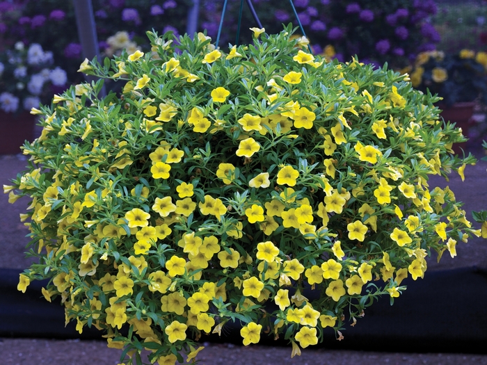 Callie® Deep Yellow - Calibrachoa from Bloomfield Garden Center Callie® Deep Yellow - Calibrachoa from Bloomfield Garden Center