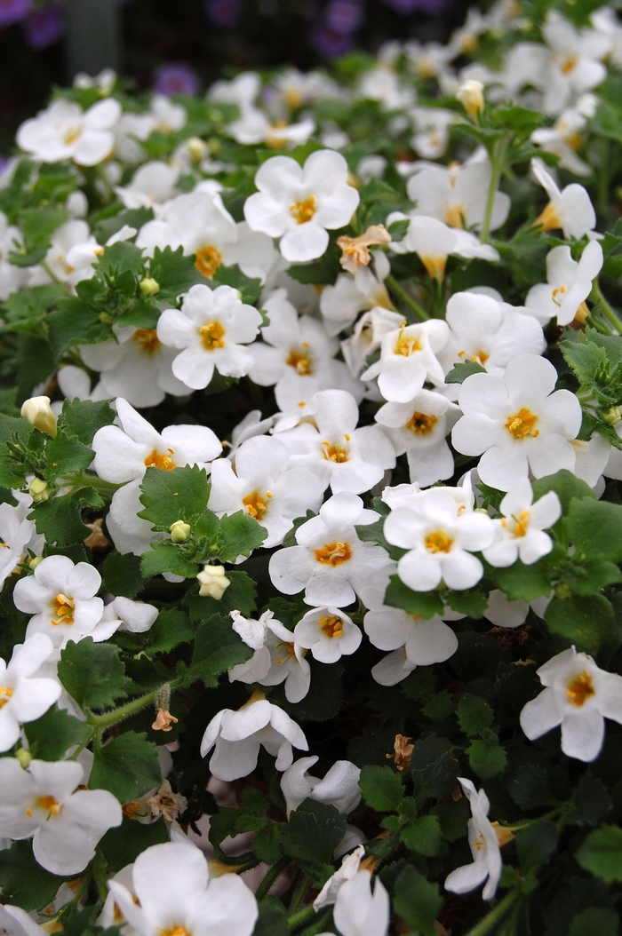 Calypso Jumbo White - Bacopa from Bloomfield Garden Center