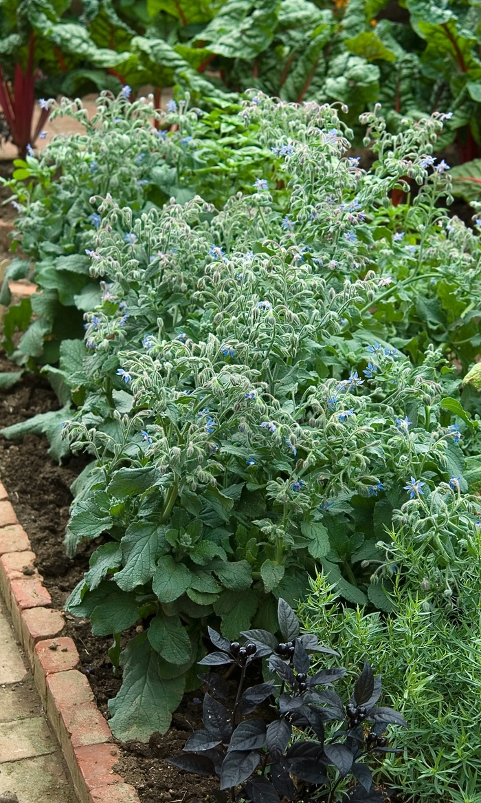 Borage, Blue - Borago officianalis from Bloomfield Garden Center