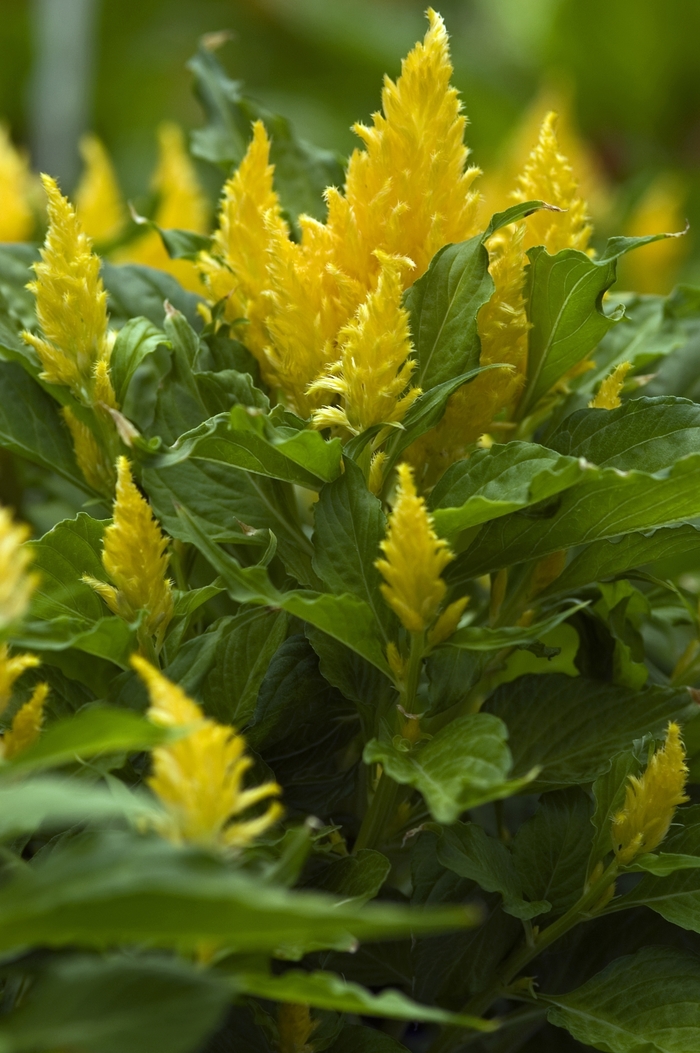 Fresh Look Mix - Celosia - Feather from Bloomfield Garden Center