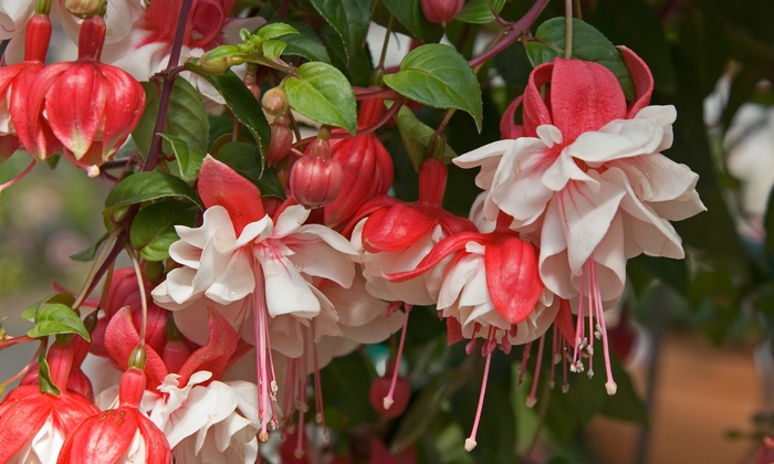 Swingtime - Fuchsia hybrid from Bloomfield Garden Center