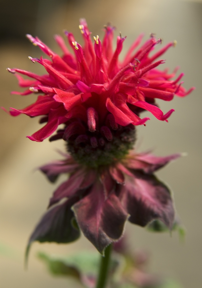 Fireball - Monarda - Bee Balm from Bloomfield Garden Center