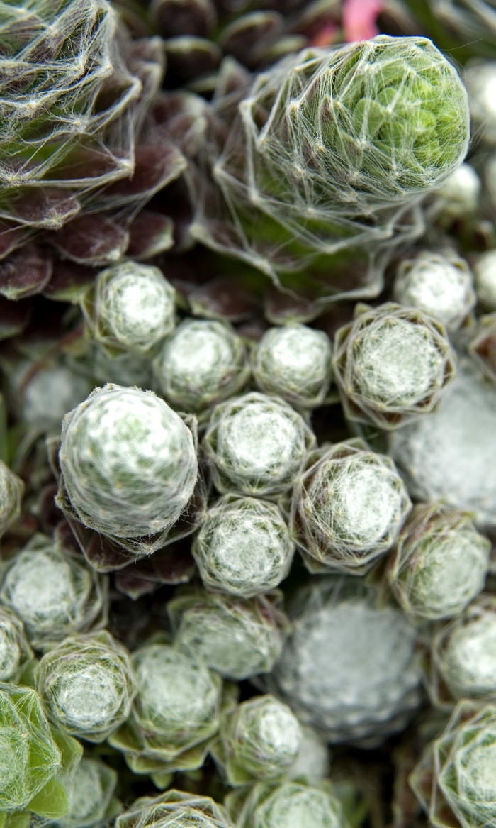 Hens & Chicks - Sempervivum 'Cobweb' from Bloomfield Garden Center