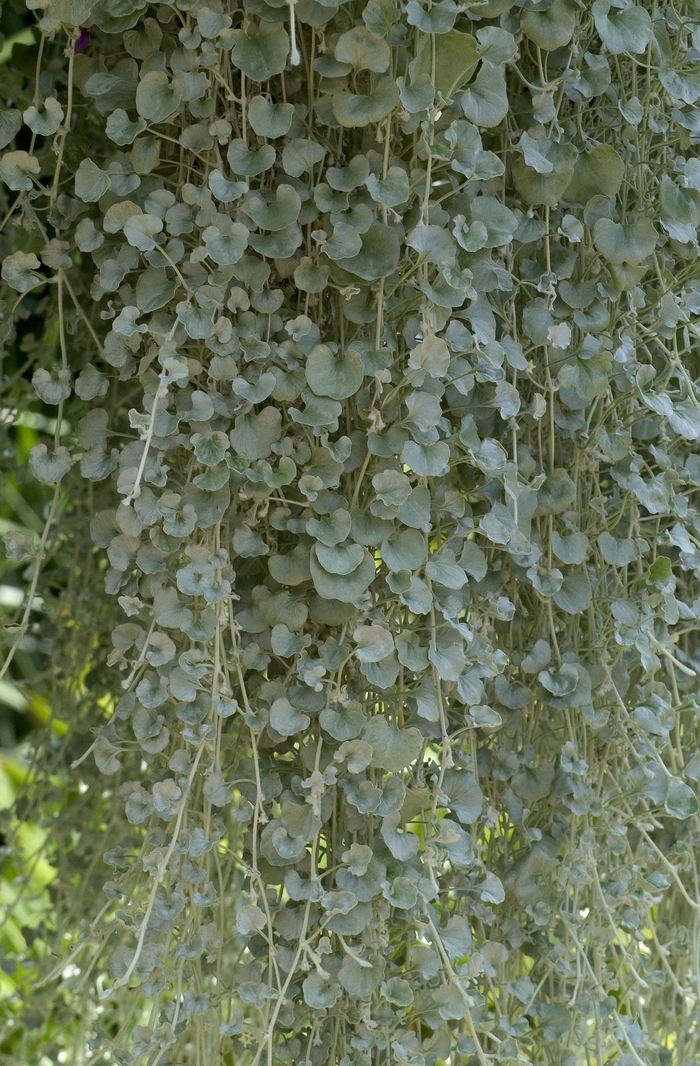 Silver Nickel - Dichondra from Bloomfield Garden Center