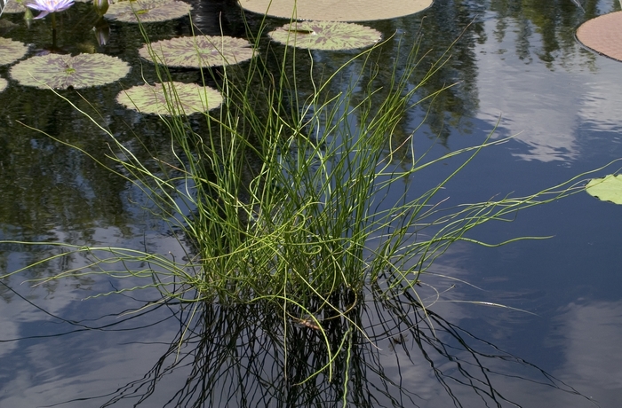 Twisted Arrows - Juncus effusus from Bloomfield Garden Center