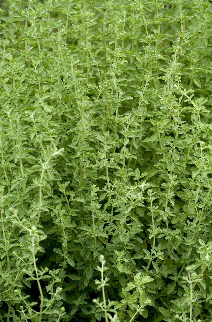 Sweet Marjoram - Marjoram from Bloomfield Garden Center