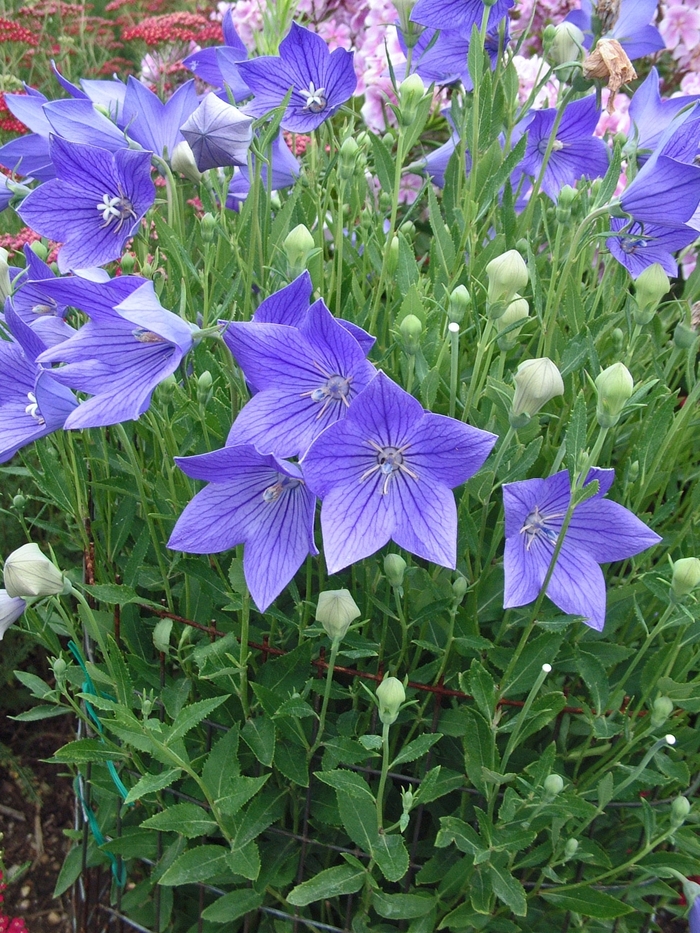 Fuji Blue - Platycodon Balloon Flower from Bloomfield Garden Center