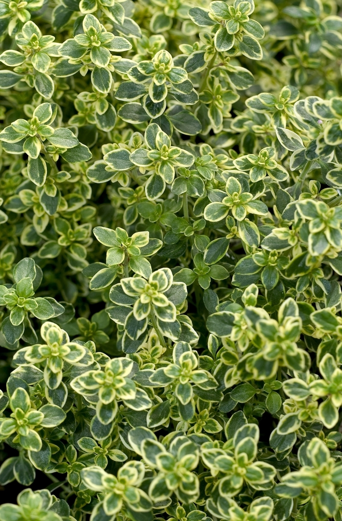 Golden - Thyme - Creeping from Bloomfield Garden Center