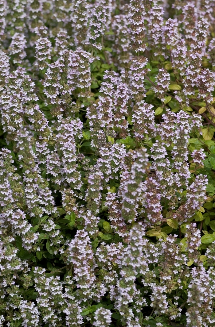 French Thyme - Thyme - Summer from Bloomfield Garden Center