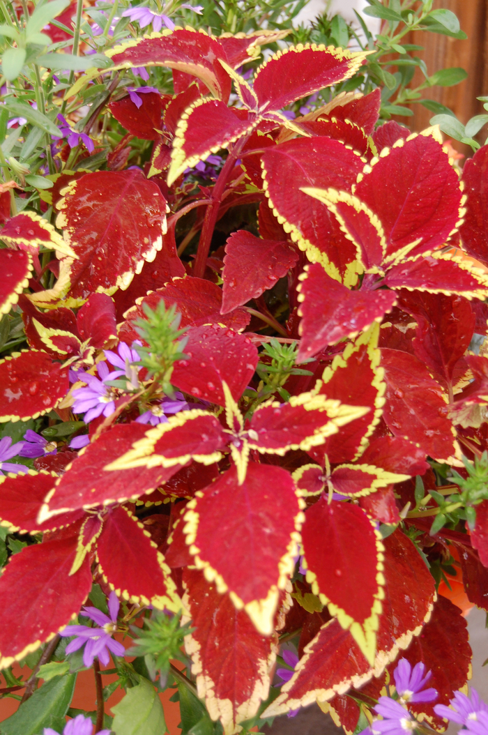 Defiance - Coleus from Bloomfield Garden Center