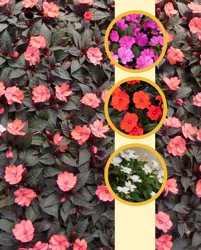 SunPatiens® Series - Impatiens from Bloomfield Garden Center SunPatiens® Series - Impatiens from Bloomfield Garden Center