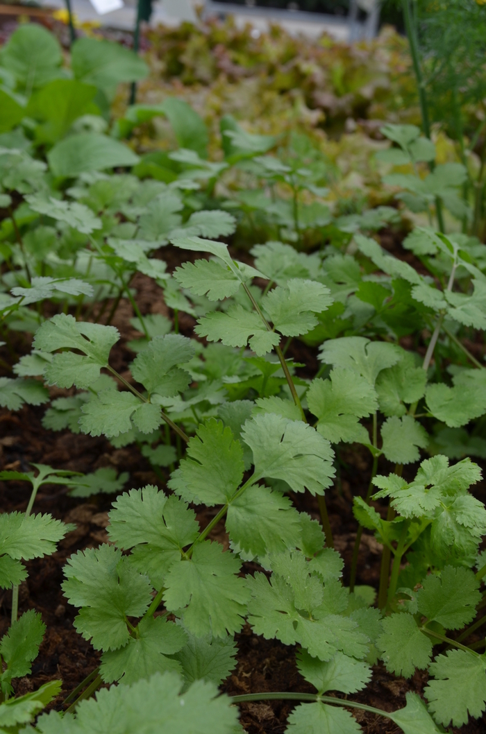 Santo - Cilantro from Bloomfield Garden Center