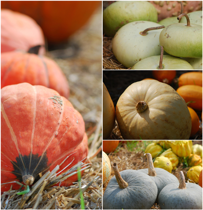 CUSTOM Veggie - Multiple Varieties from Bloomfield Garden Center