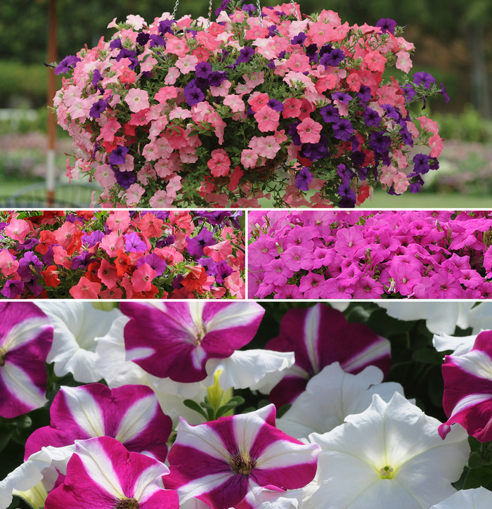 CUSTOM Planter - Multiple Varieties from Bloomfield Garden Center
