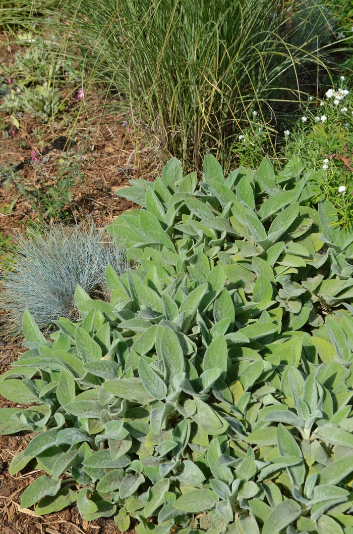 Lambs' Ears - Stachys byzantina from Bloomfield Garden Center