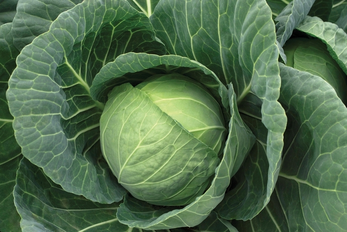 Fast Vantage - Cabbage from Bloomfield Garden Center