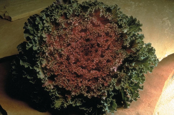 Nagoya - Flowering Kale from Bloomfield Garden Center