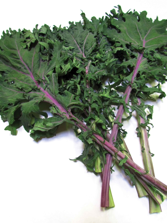 Red Russian - Kale from Bloomfield Garden Center Red Russian - Kale from Bloomfield Garden Center