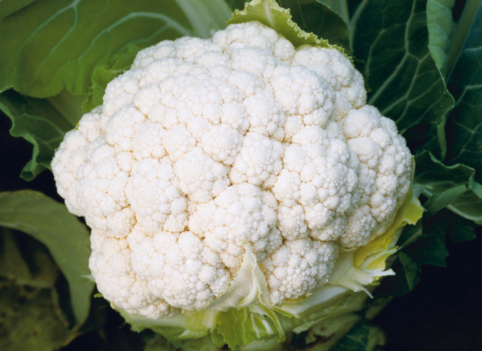 Amazing - Cauliflower from Bloomfield Garden Center