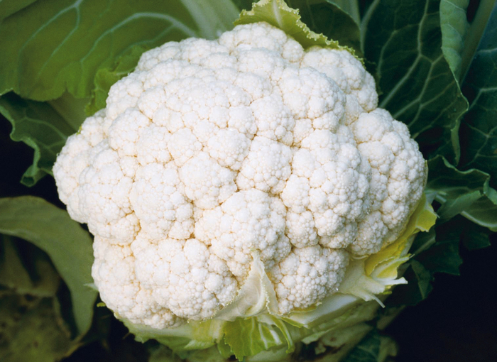 Amazing - Cauliflower from Bloomfield Garden Center Amazing - Cauliflower from Bloomfield Garden Center