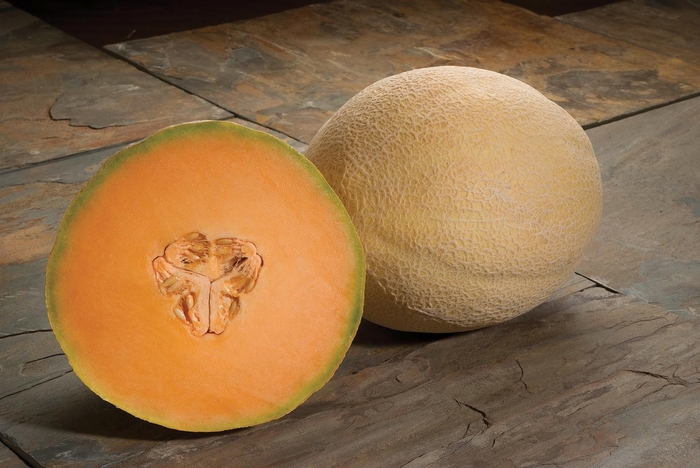 Atlantis F1 - Melon - Cantaloupe from Bloomfield Garden Center