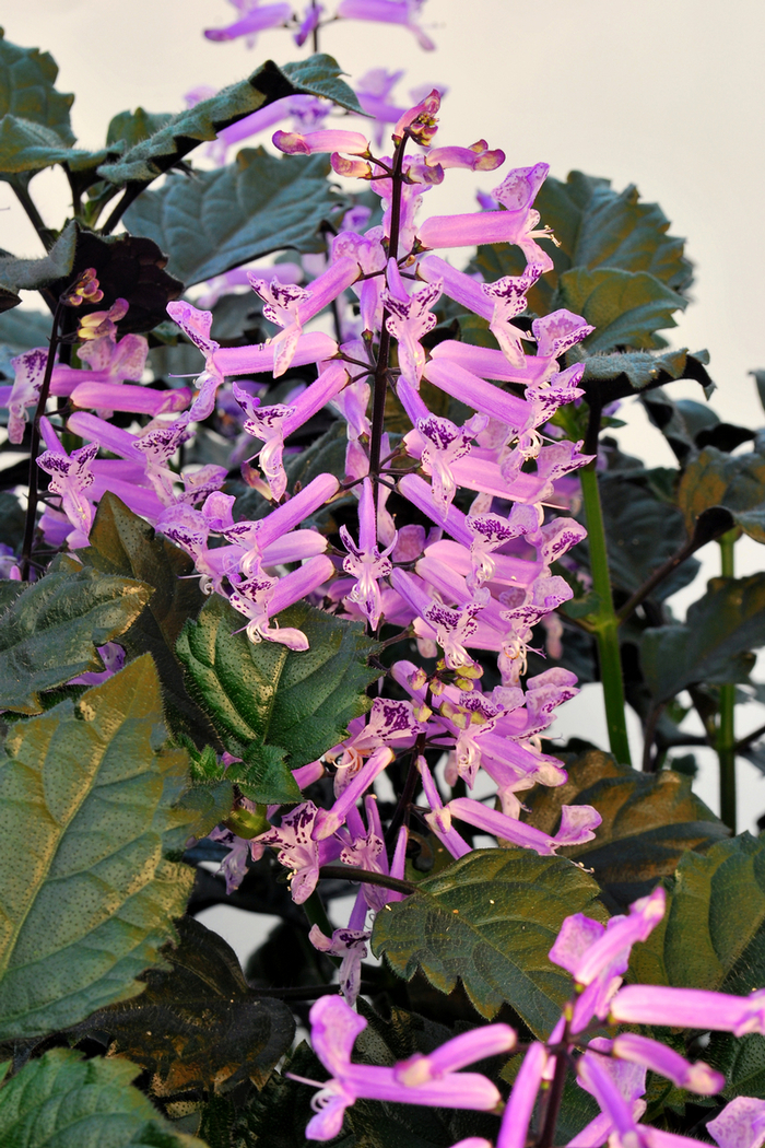 Velvet Elvis - Plectranthus from Bloomfield Garden Center Velvet Elvis - Plectranthus from Bloomfield Garden Center