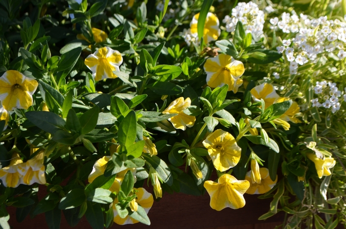 Superbells® Lemon Slice - Calibrachoa from Bloomfield Garden Center Superbells® Lemon Slice - Calibrachoa from Bloomfield Garden Center