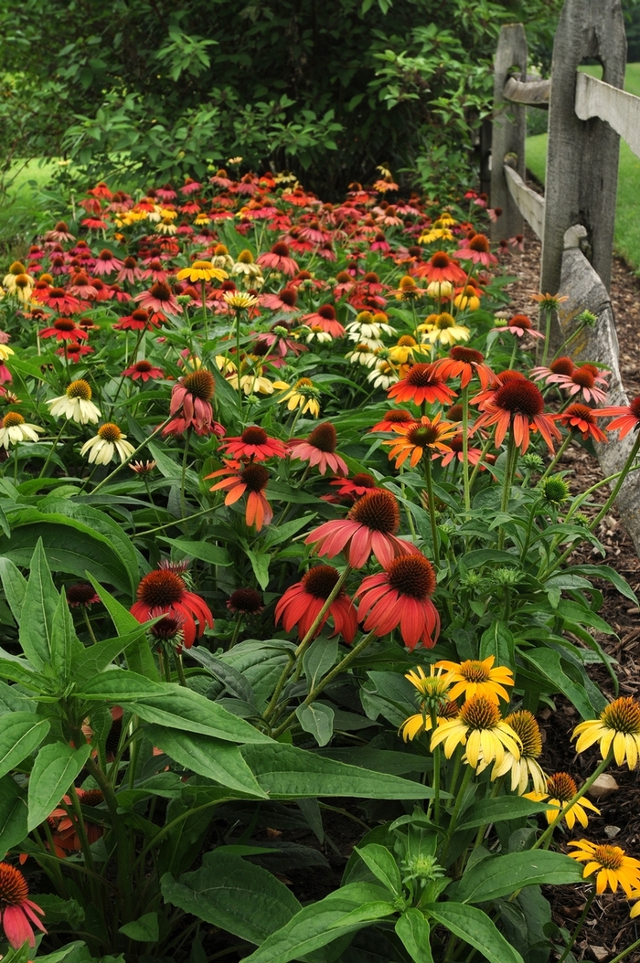 Cheyenne Spirit - Echinacea from Bloomfield Garden Center