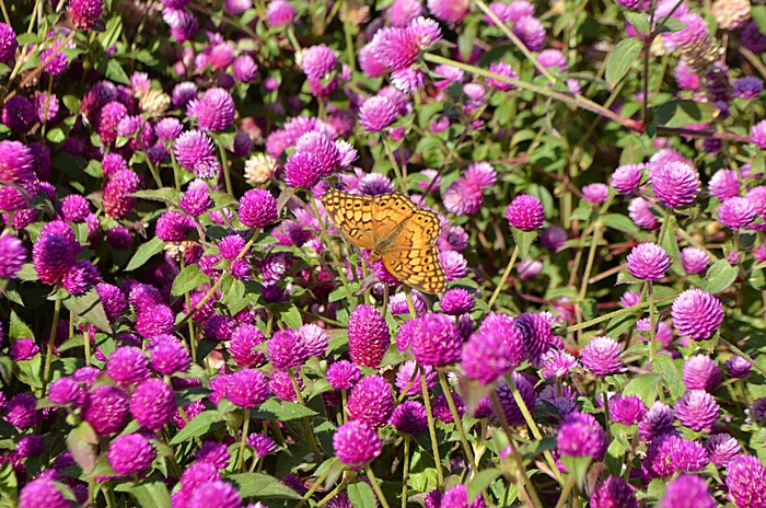 Pinball Purple - Gomphrena from Bloomfield Garden Center