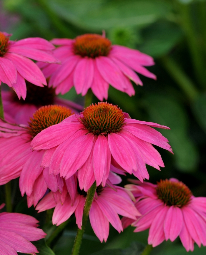 PowWow Wild Berry - Echinacea from Bloomfield Garden Center