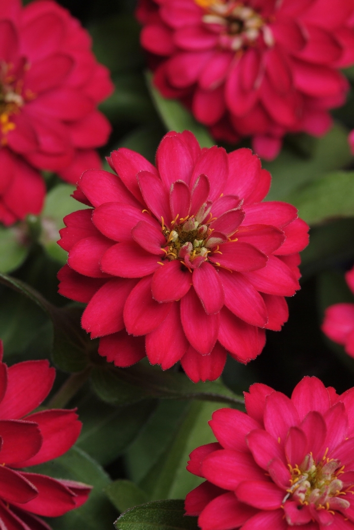 Zahara™ Double Cherry - Zinnia from Bloomfield Garden Center