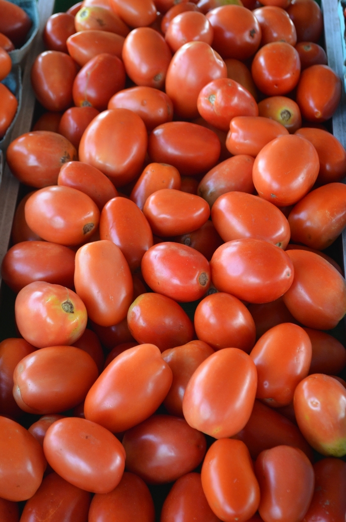 Roma - Tomato - Paste from Bloomfield Garden Center Roma - Tomato - Paste from Bloomfield Garden Center