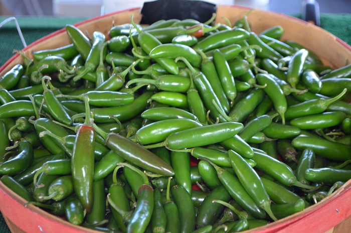 Serrano - Pepper - HOT from Bloomfield Garden Center