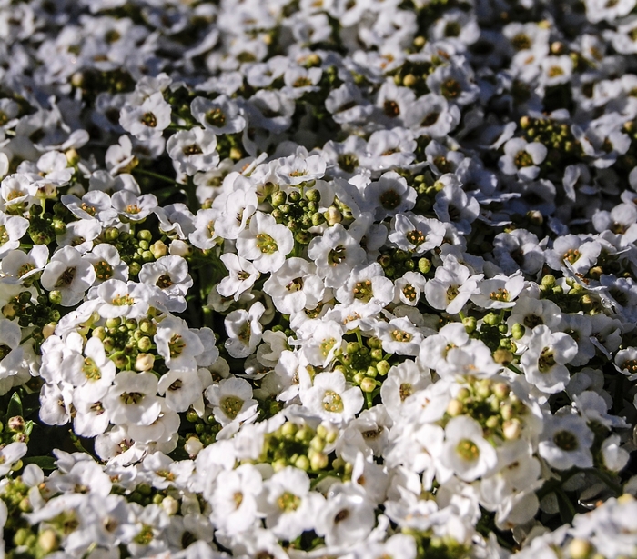 Snow Crystals® - Alyssum Sweet from Bloomfield Garden Center