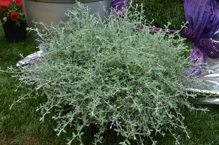 Silver Ribbons - Helichrysum from Bloomfield Garden Center