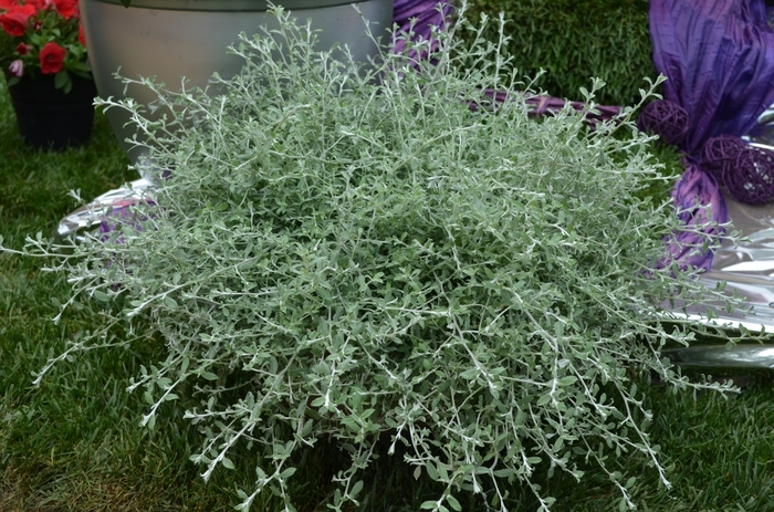 Silver Ribbons - Helichrysum from Bloomfield Garden Center Silver Ribbons - Helichrysum from Bloomfield Garden Center