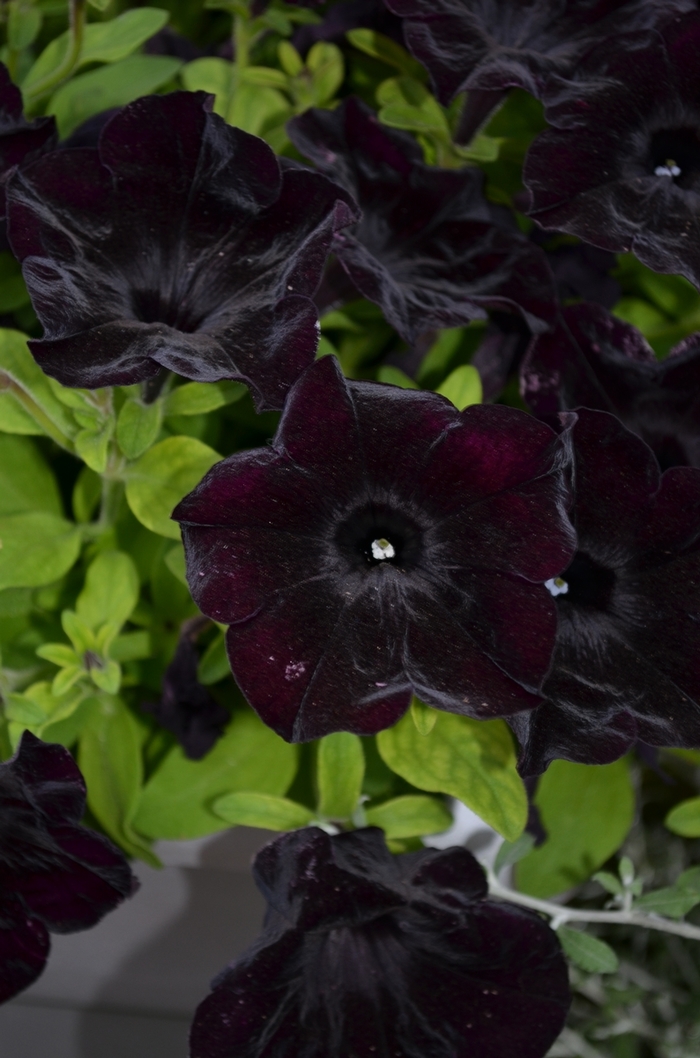 Crazytunia Black Mamba - Petunia - Premium from Bloomfield Garden Center