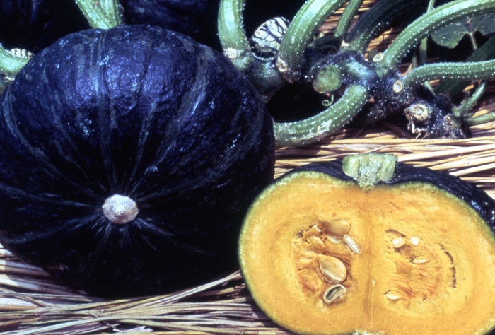 Sweet Mama - Squash Winter from Bloomfield Garden Center