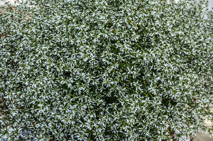 Glitz - Euphorbia from Bloomfield Garden Center