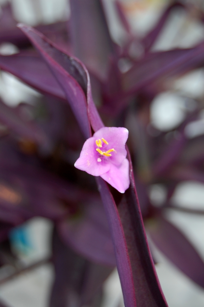 Purple Heart - Setcreasea from Bloomfield Garden Center