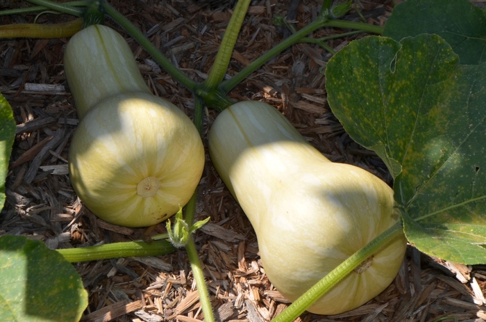 Waltham Butternut - Squash - Winter from Bloomfield Garden Center