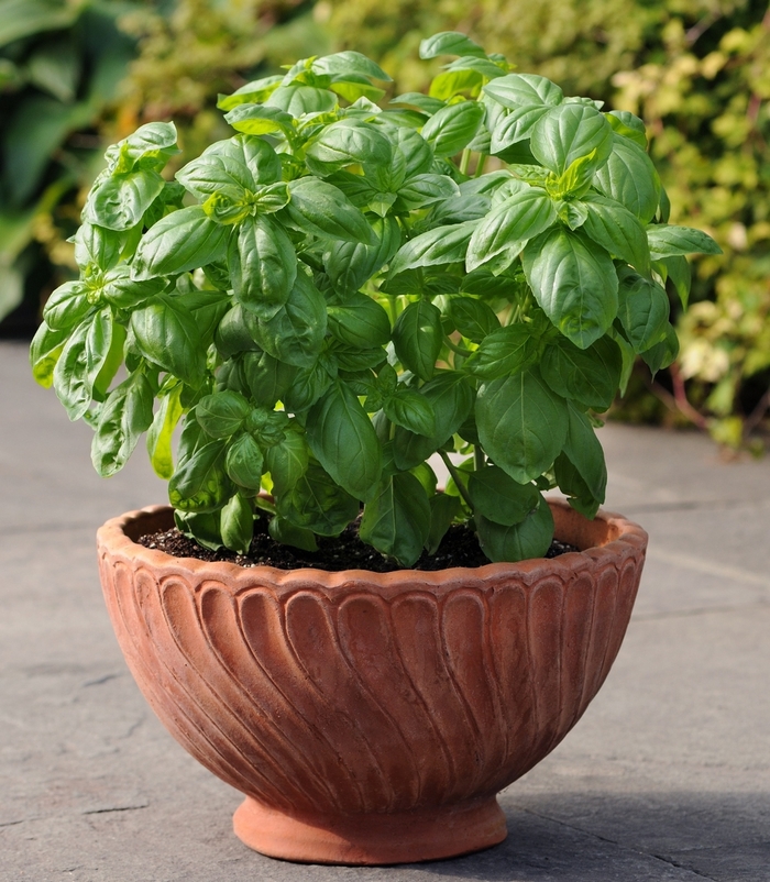 Dolce Fresca - Basil from Bloomfield Garden Center