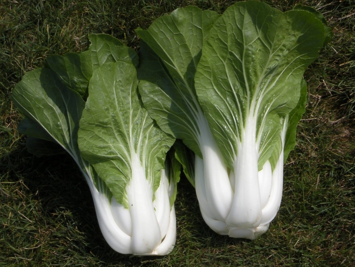 Bopak - Pok Choi from Bloomfield Garden Center