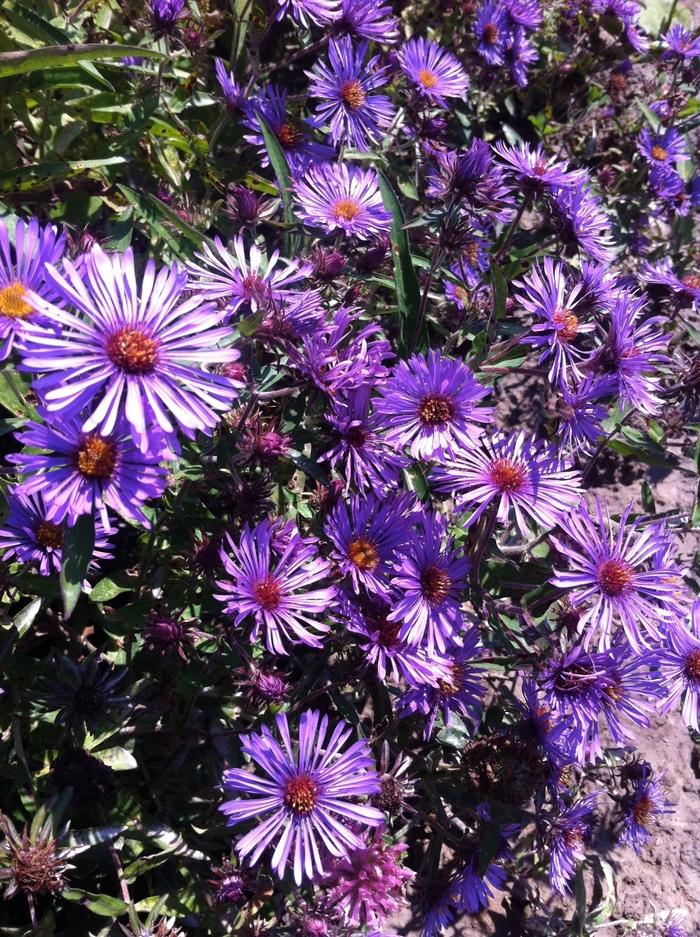 Purple Dome - Aster from Bloomfield Garden Center Purple Dome - Aster from Bloomfield Garden Center