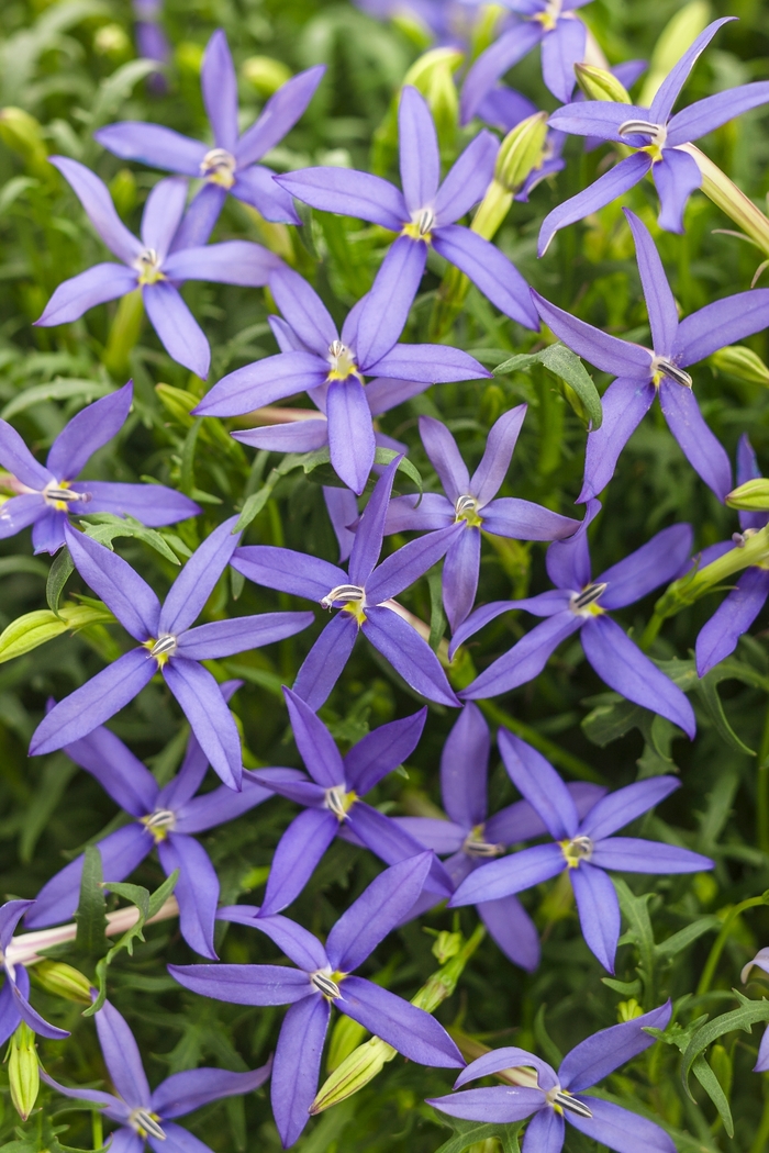 Beth's Blue® - Isotoma axillaris from Bloomfield Garden Center