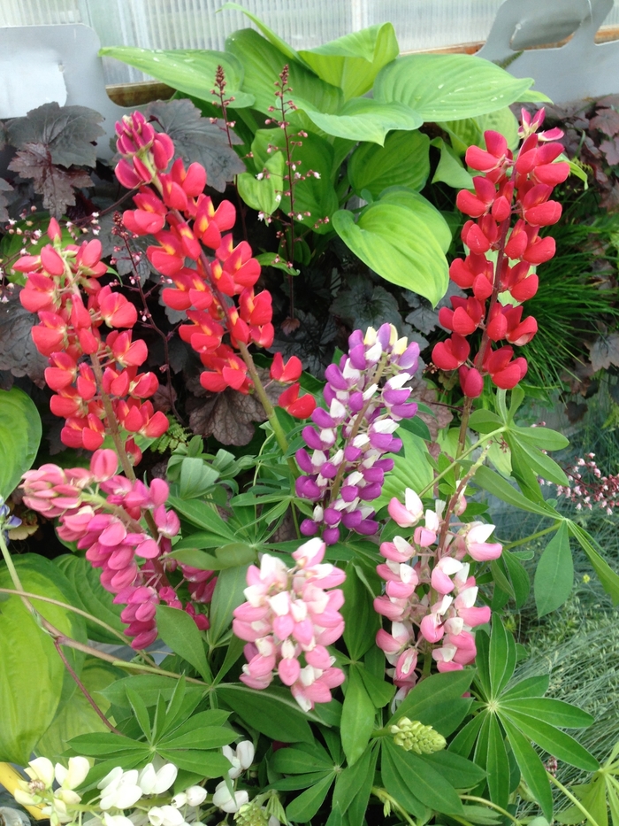 Russell Mix - Lupine from Bloomfield Garden Center