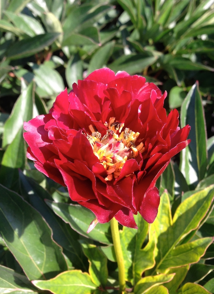 Raspberry Charm - Paeonia hybrid from Bloomfield Garden Center Raspberry Charm - Paeonia hybrid from Bloomfield Garden Center